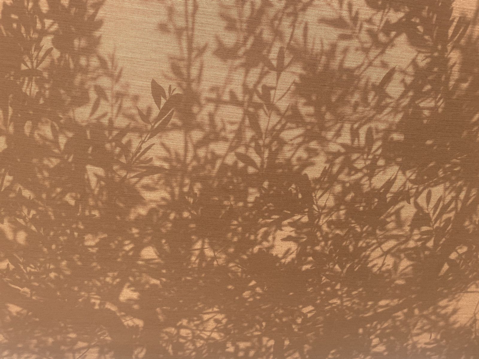 Ombres de feuillage d'olivier sur une toile ocre — la lumière chez Maison P